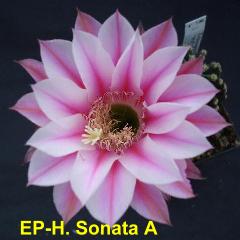 EP-H. Sonata A 4.1.jpg 